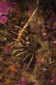 Lobster (Palinurus elephas) shot in Sesimbra using a Canon EOS 300D in Nimar housing, Sigma DG EX 50mm macro, Ikelite MV and Nikonos SB-105 strobes on manual. 